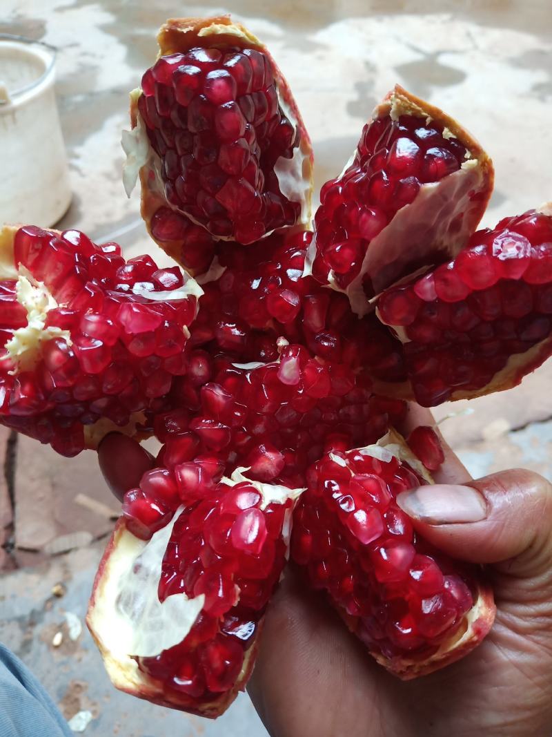 软子石榴