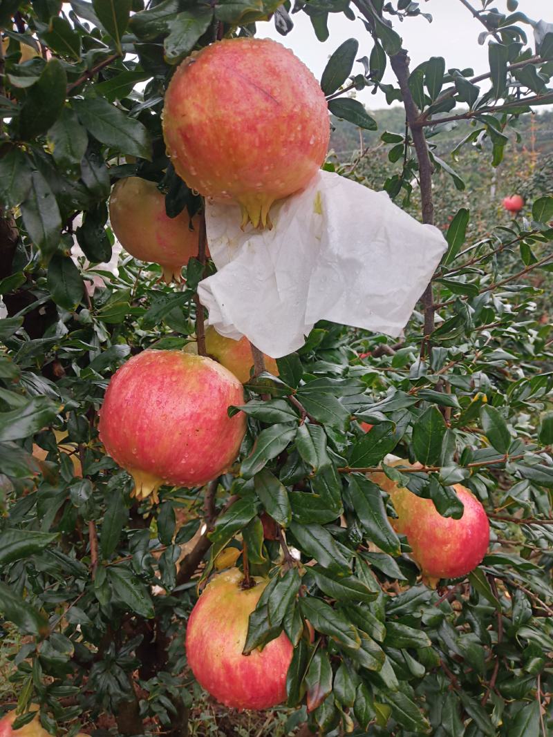 软子石榴
