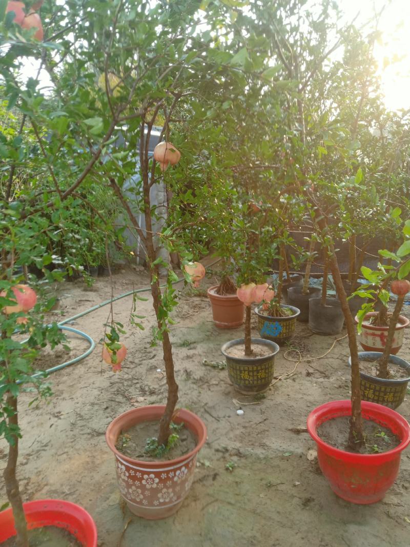 石榴树树苗果树果苗突尼斯软籽石榴树盆栽庭院种植苗南方当年