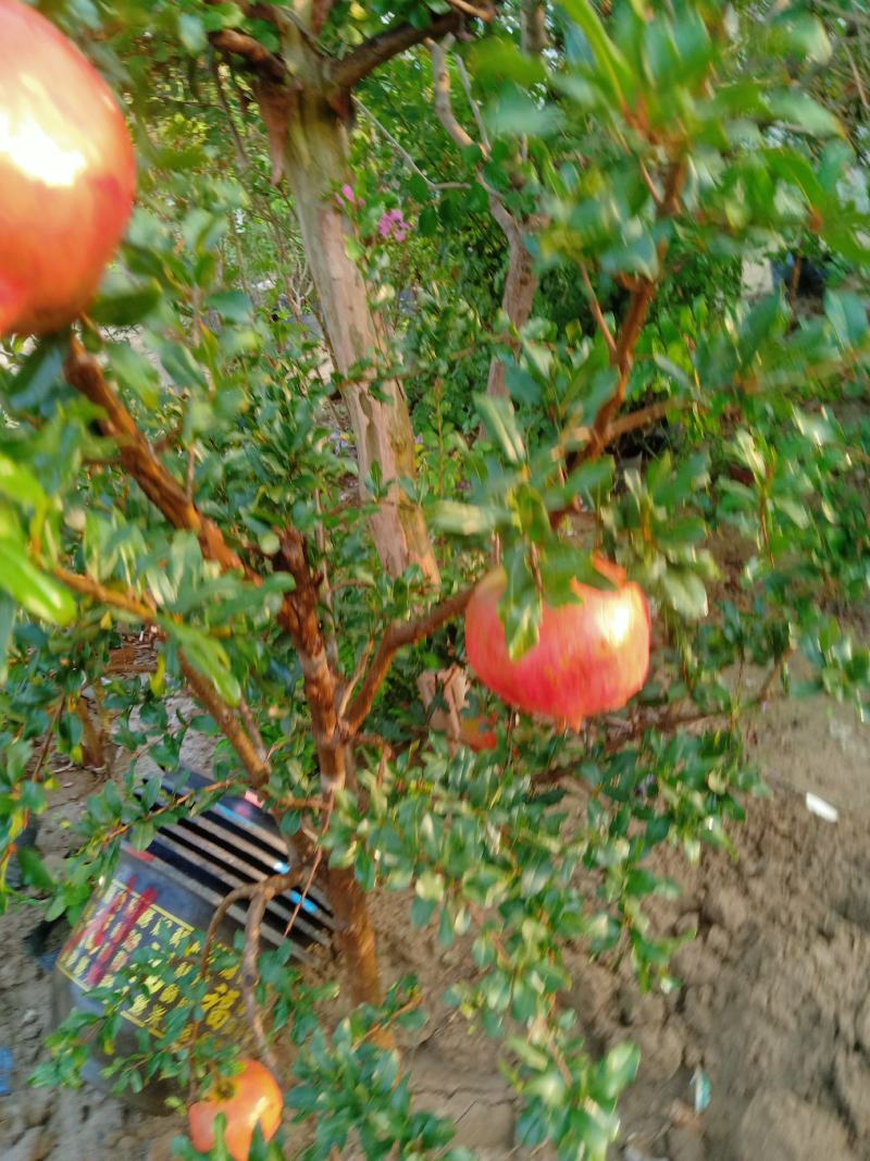 石榴树树苗果树果苗突尼斯软籽石榴树盆栽庭院种植苗南方当年