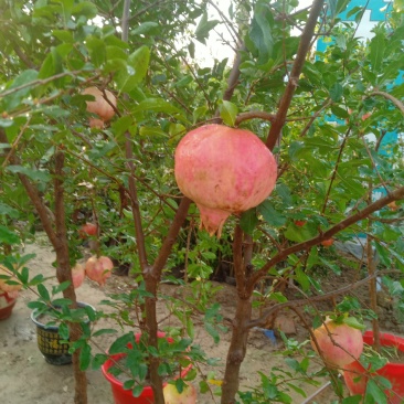石榴树树苗果树果苗突尼斯软籽石榴树盆栽庭院种植苗南方当年