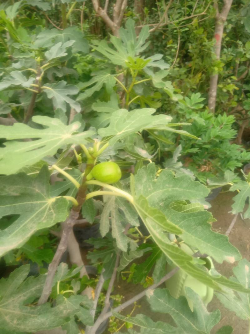 无花果苗