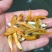 新品金草鱼苗俄罗斯金色鲩鱼苗活体红草鱼金丝鲩鱼苗淡水养殖