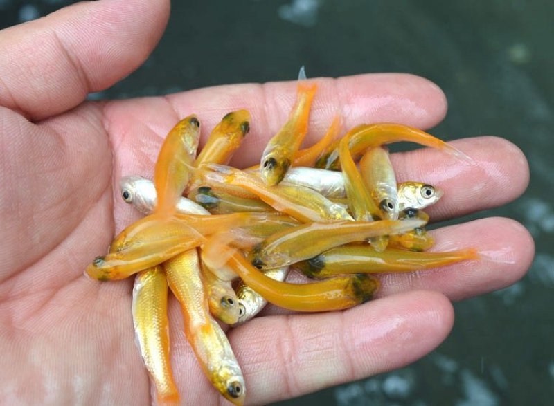 新品金草鱼苗俄罗斯金色鲩鱼苗活体红草鱼金丝鲩鱼苗淡水养殖