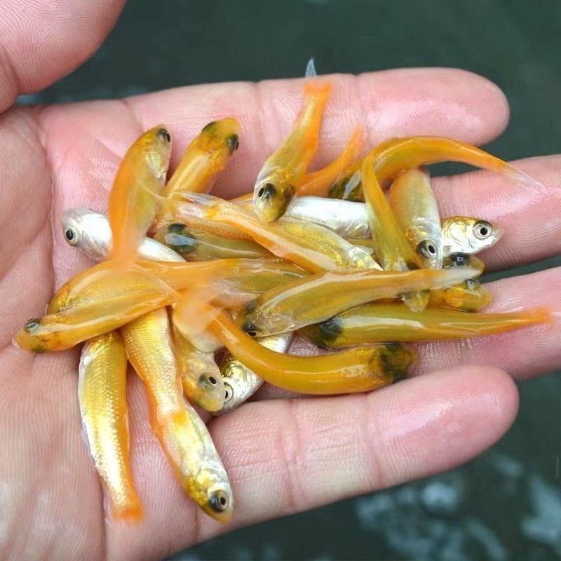 新品金草鱼苗俄罗斯金色鲩鱼苗活体红草鱼金丝鲩鱼苗淡水养殖