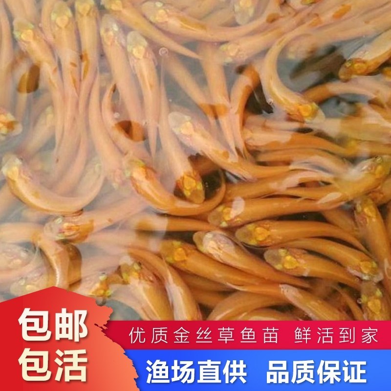 新品金草鱼苗俄罗斯金色鲩鱼苗活体红草鱼金丝鲩鱼苗淡水养殖