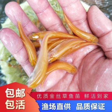 新品金草鱼苗俄罗斯金色鲩鱼苗活体红草鱼金丝鲩鱼苗淡水养殖