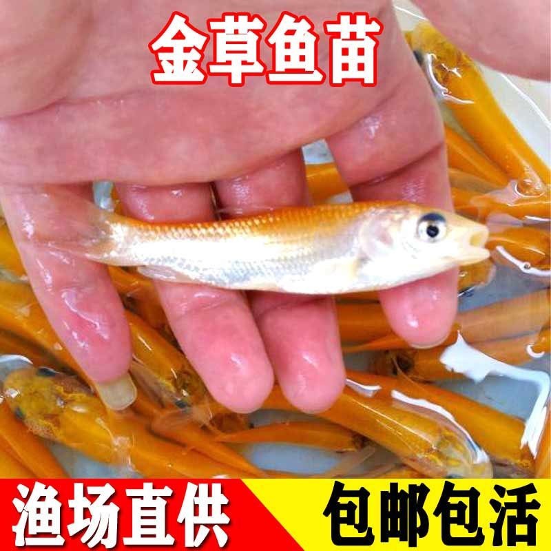 新品金草鱼苗俄罗斯金色鲩鱼苗活体红草鱼金丝鲩鱼苗淡水养殖