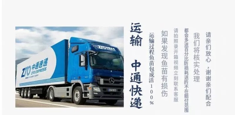 新品金草鱼苗俄罗斯金色鲩鱼苗活体红草鱼金丝鲩鱼苗淡水养殖