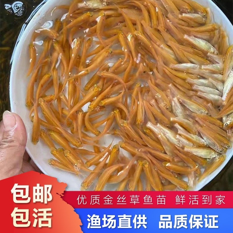 新品金草鱼苗俄罗斯金色鲩鱼苗活体红草鱼金丝鲩鱼苗淡水养殖