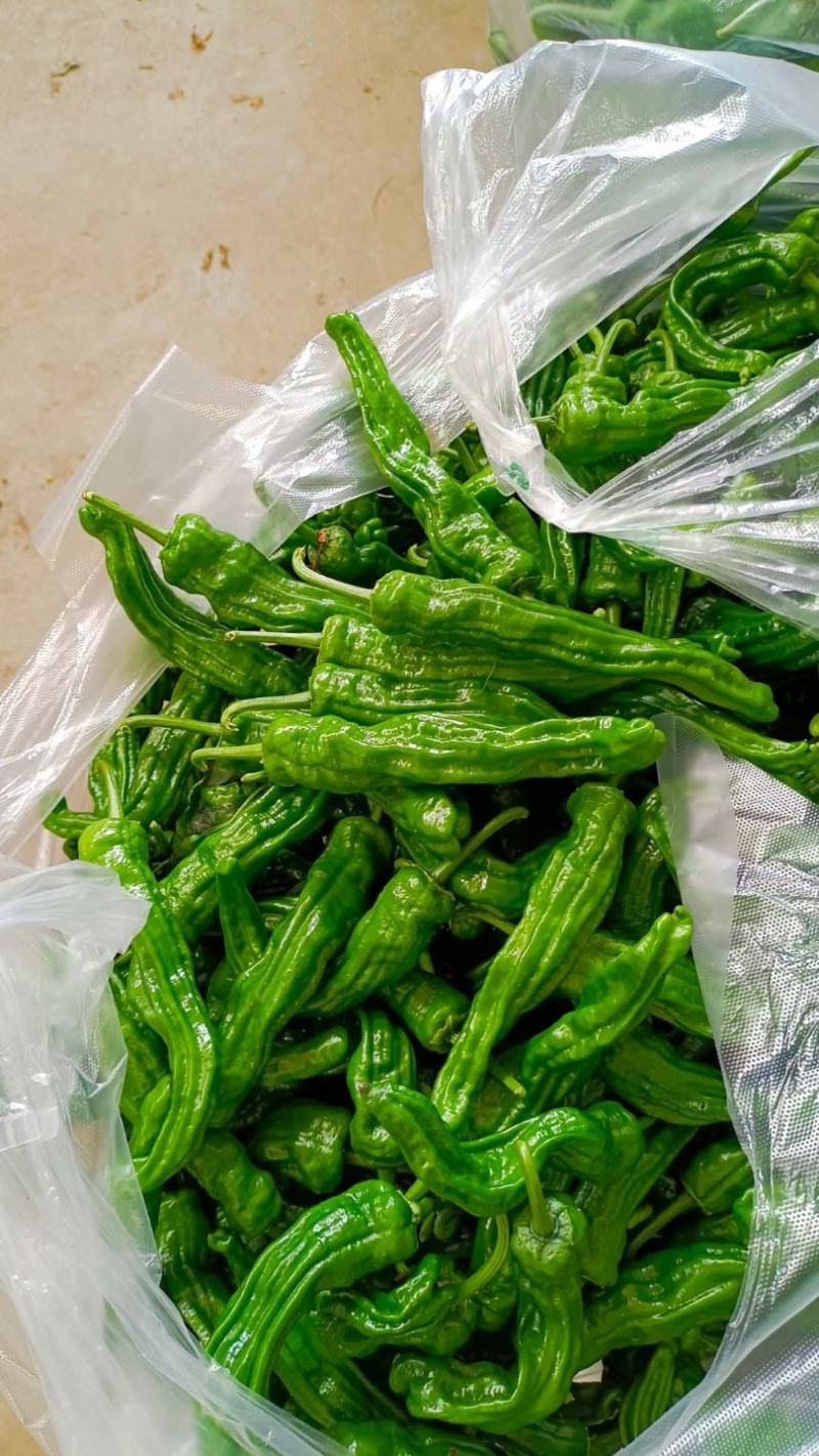 小皱皮儿辣椒苏辣椒泡辣椒罗丝线产地直销