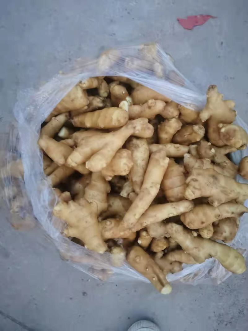 三两姜头姜巴黄姜电商货食堂货长期供应各种规格