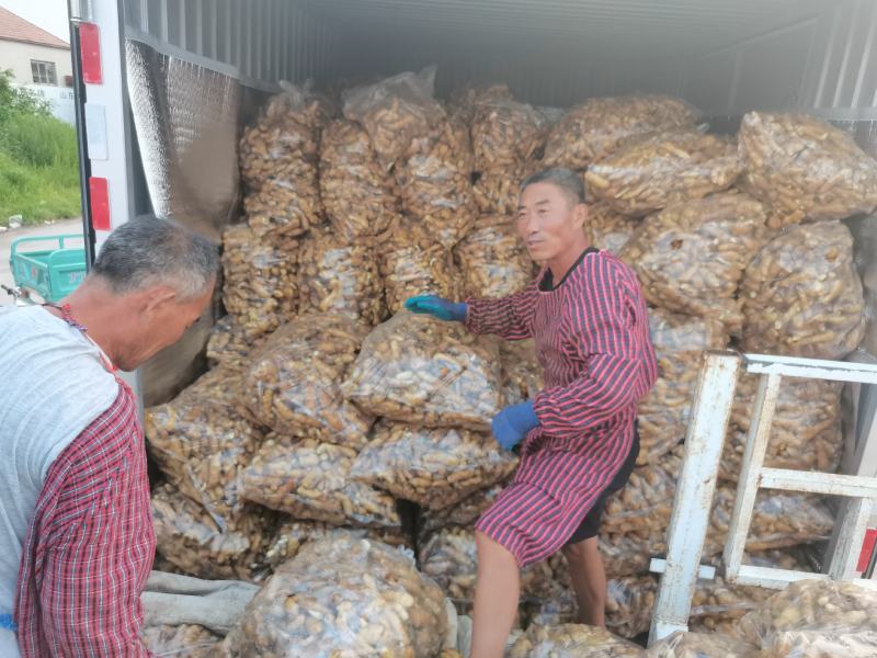 三两姜头姜巴黄姜电商货食堂货长期供应各种规格