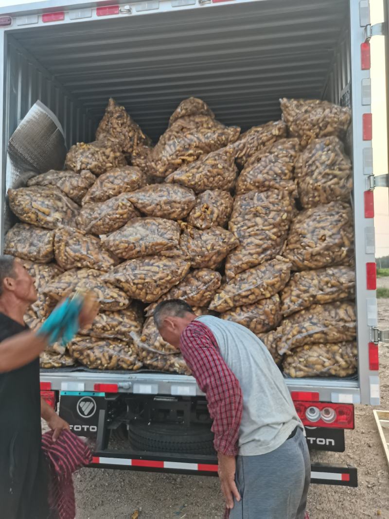 三两姜头姜巴黄姜电商货食堂货长期供应各种规格