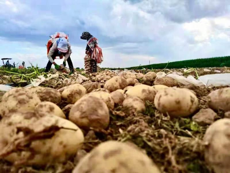 陕北纯沙地土豆，黄皮黄肉土豆基地土豆大量供应中