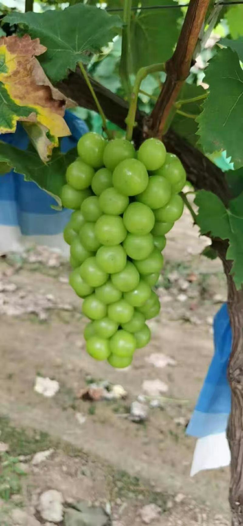 加工厂专用阳光玫瑰
