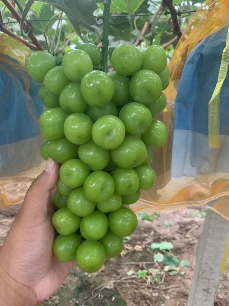加工厂专用阳光玫瑰