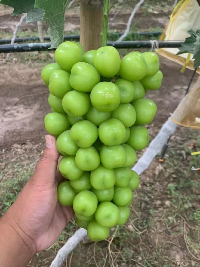 加工厂专用阳光玫瑰