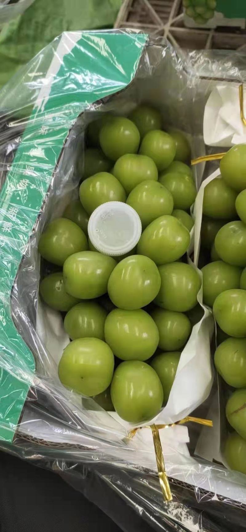 加工厂专用阳光玫瑰