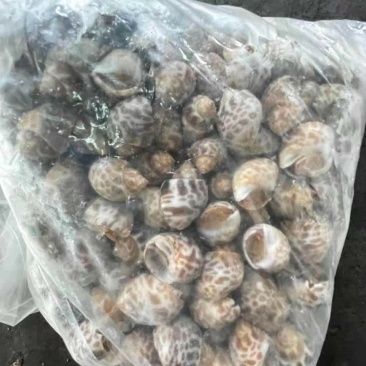 东风螺花螺烧烤店炒螺巴基斯坦。
