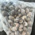东风螺花螺烧烤店炒螺巴基斯坦。