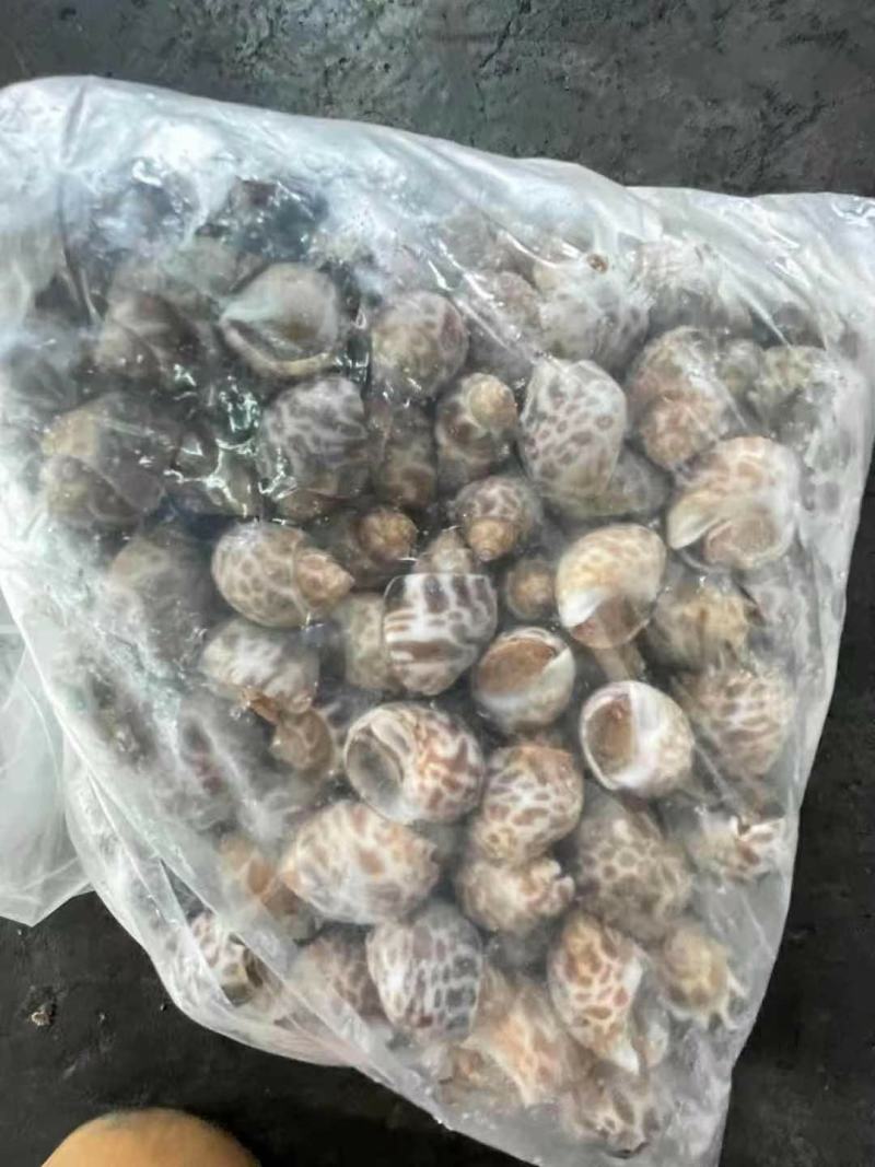 东风螺花螺烧烤店炒螺巴基斯坦。
