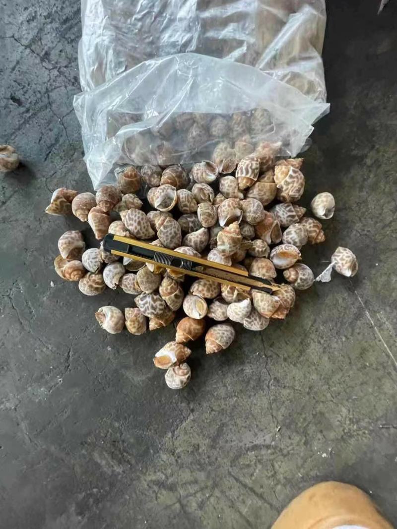 东风螺花螺烧烤店炒螺巴基斯坦。