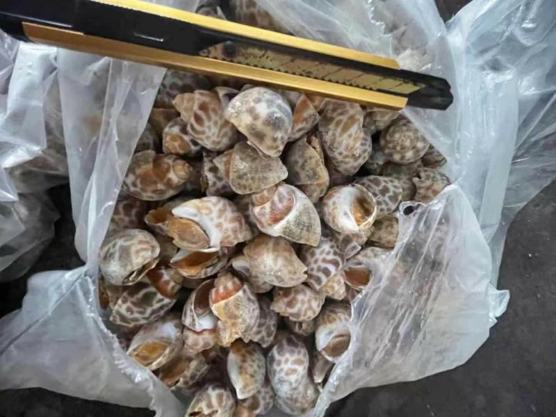 东风螺花螺烧烤店炒螺巴基斯坦。