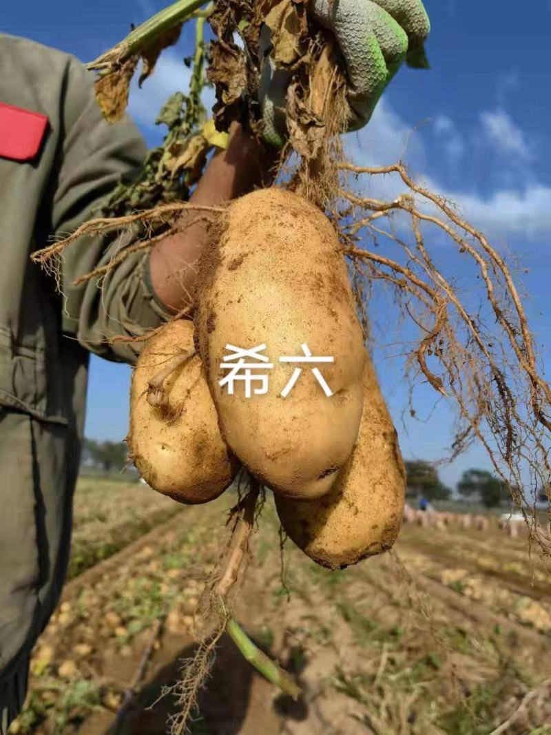 内蒙古武川土豆，品种齐全，价格合理，服务第一，226土豆