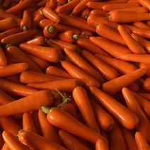 【精品】山东水洗三红萝卜条形好，大量供应电商，超市，美团