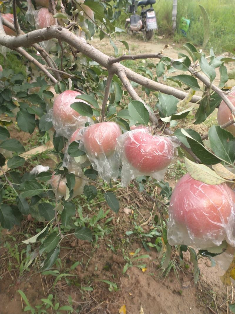苹果