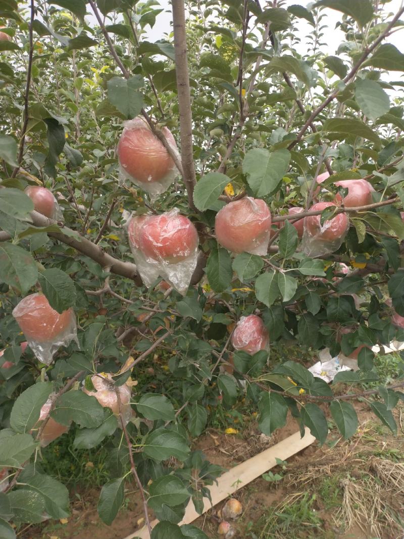 苹果