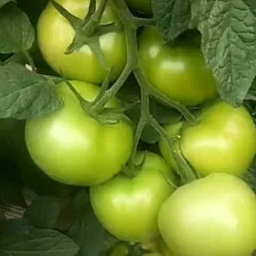 硬粉西红柿