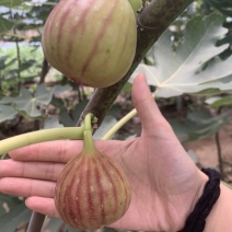 芭劳奈斯特拉新疆早黄金傲芬青皮1年2年杯苗