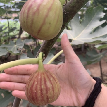 芭劳奈斯特拉新疆早黄金傲芬青皮1年2年杯苗