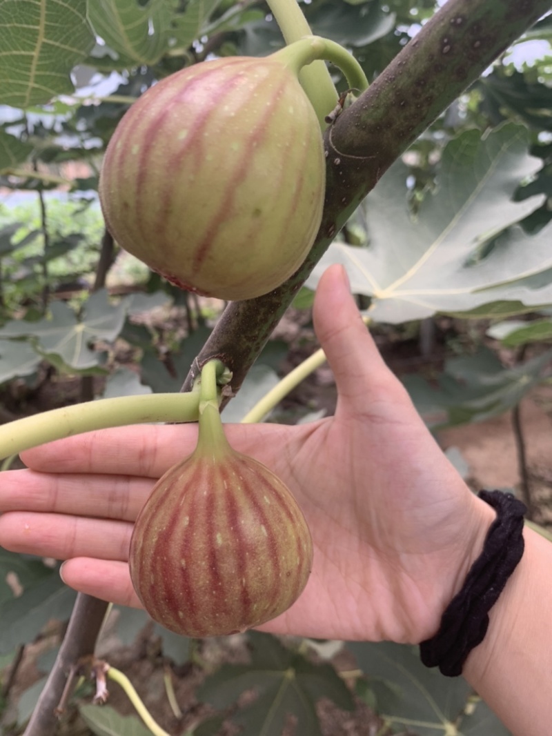 芭劳奈斯特拉新疆早黄金傲芬青皮1年2年杯苗