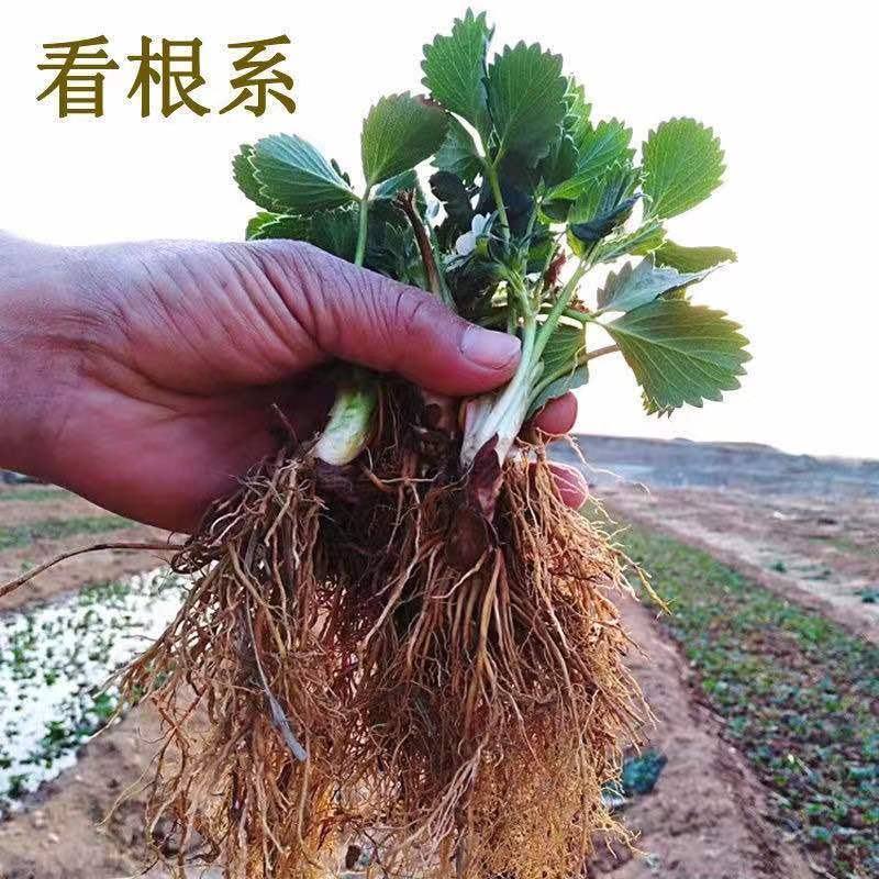 【脱毒红颜草莓苗】品种保证章姬妙香法兰地假一赔十顺丰包邮