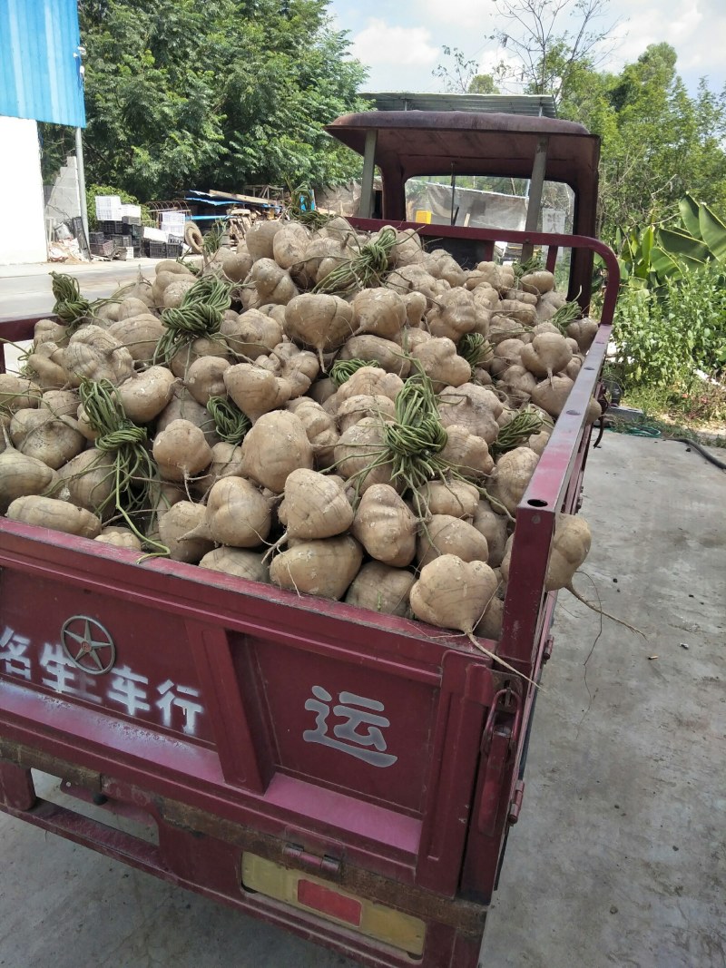 凉薯，皮薄肉嫩化渣，清脆可口