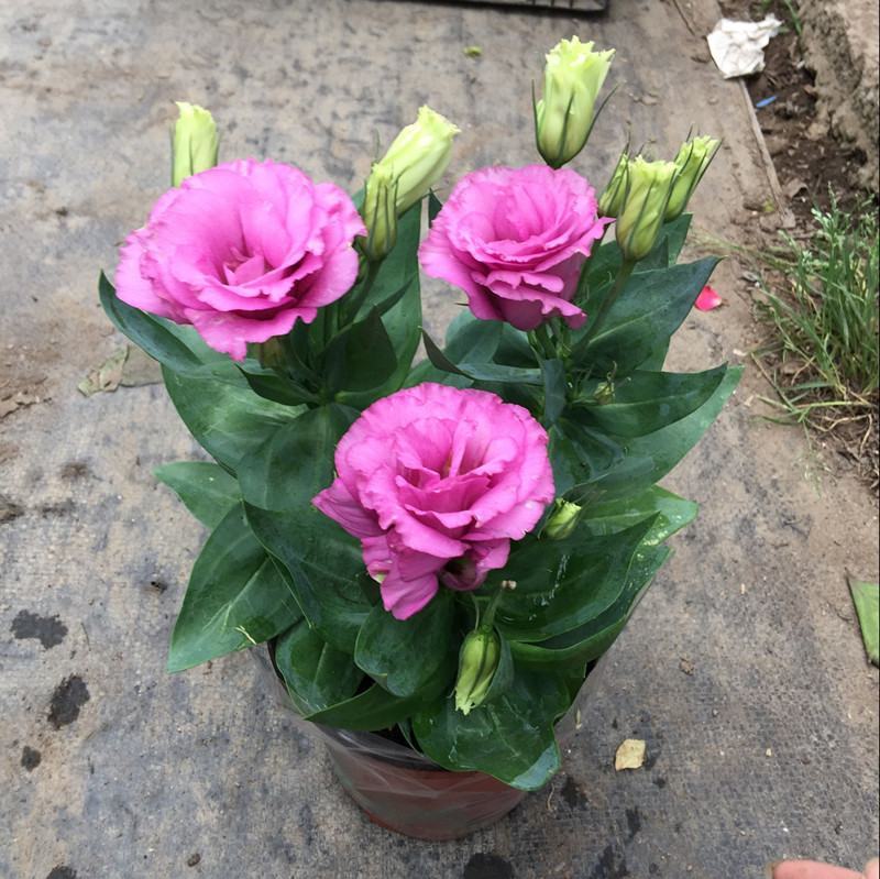 洋桔梗小苗四季开花室内外阳台盆栽鲜花植物花苗