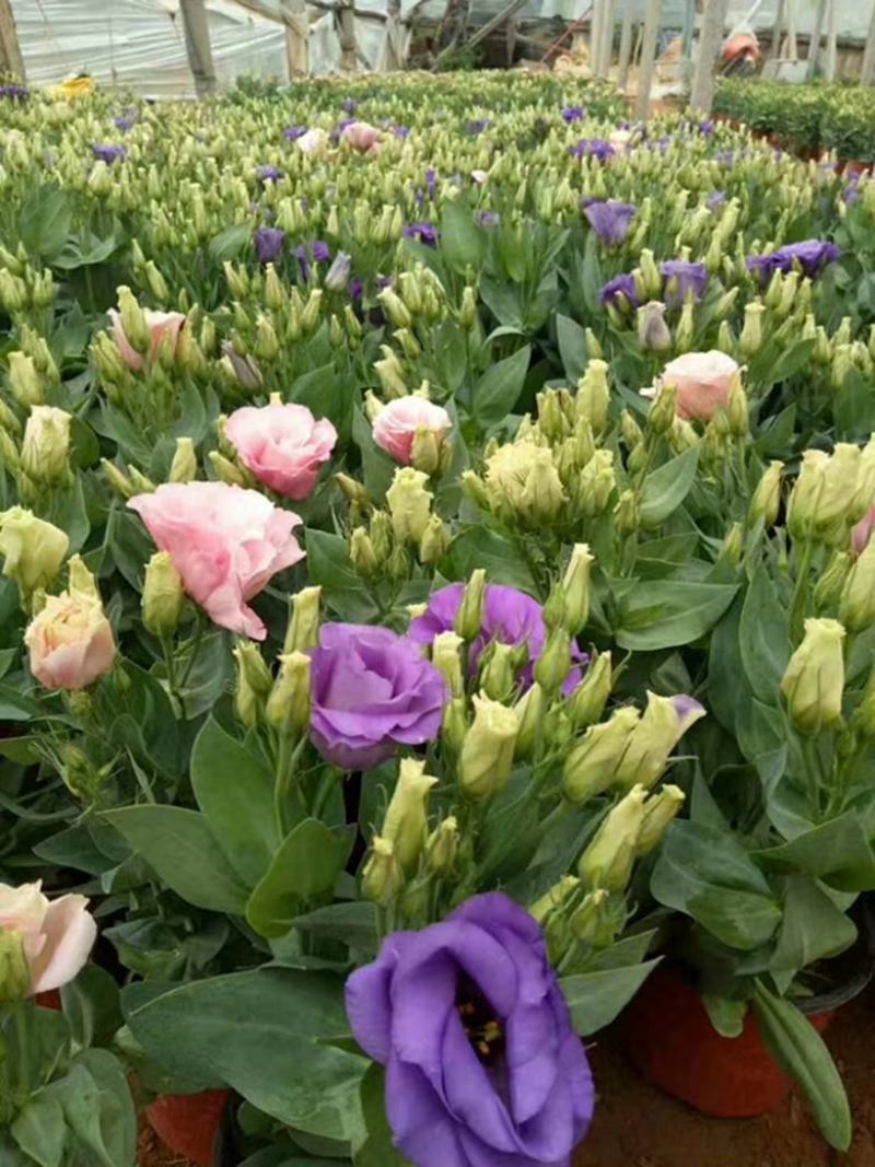 洋桔梗小苗四季开花室内外阳台盆栽鲜花植物花苗