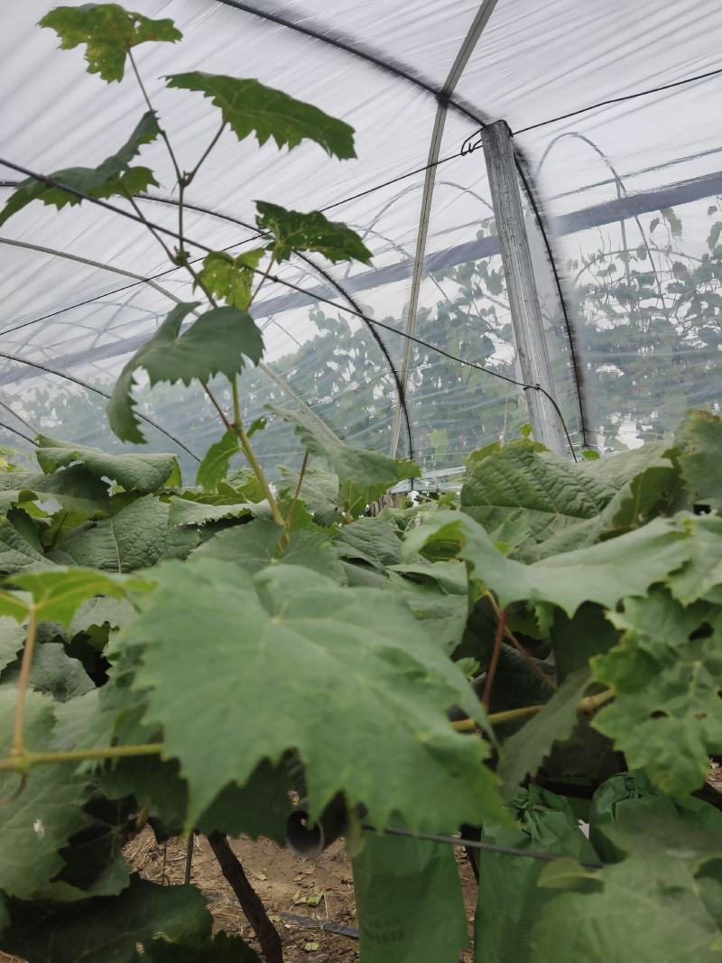 阳光玫瑰葡萄精品阳光玫瑰葡萄口感纯正，自家果园，中间无其