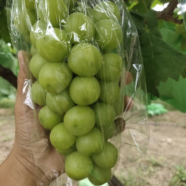 阳光玫瑰葡萄精品阳光玫瑰葡萄口感纯正，自家果园，中间无其