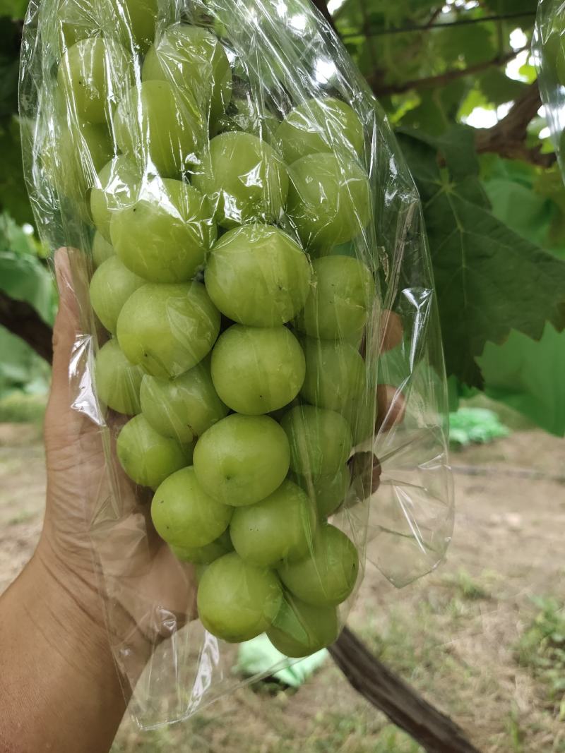 阳光玫瑰葡萄精品阳光玫瑰葡萄口感纯正，自家果园，中间无其