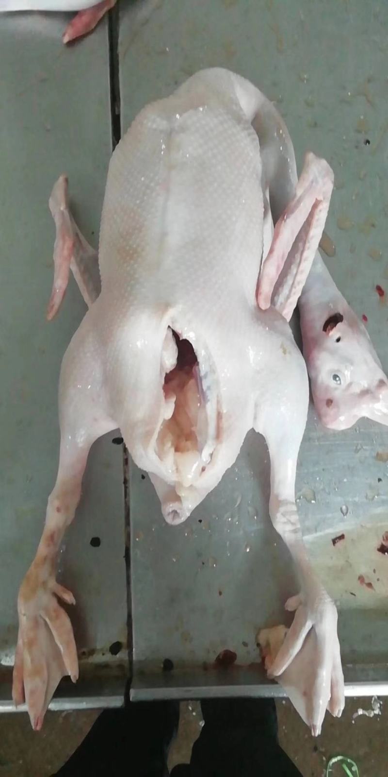 正宗纯老鹅