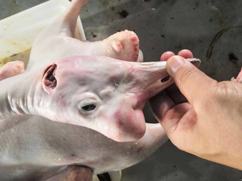 正宗纯老鹅