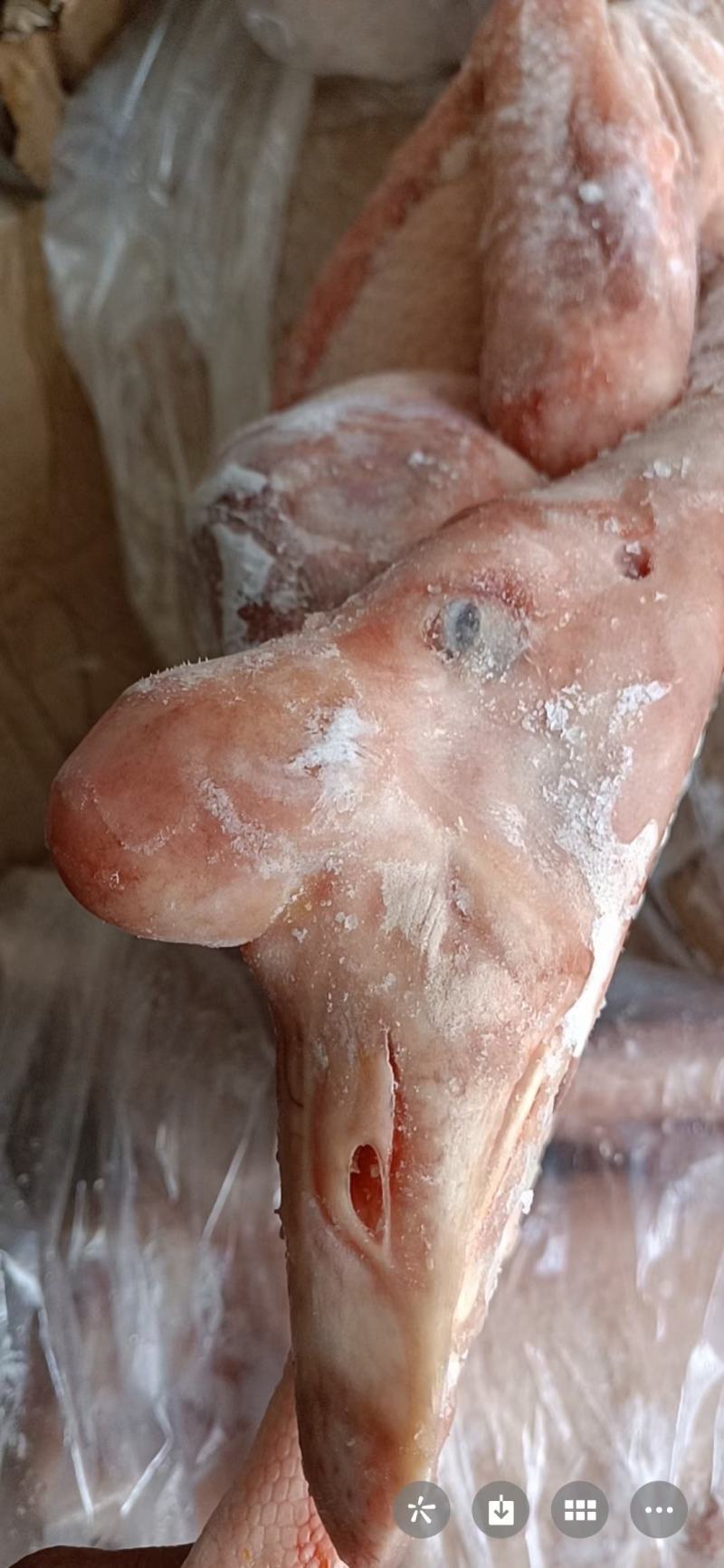 正宗纯老鹅