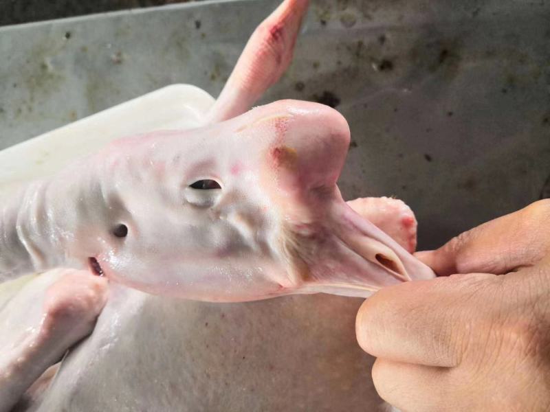 正宗纯老鹅