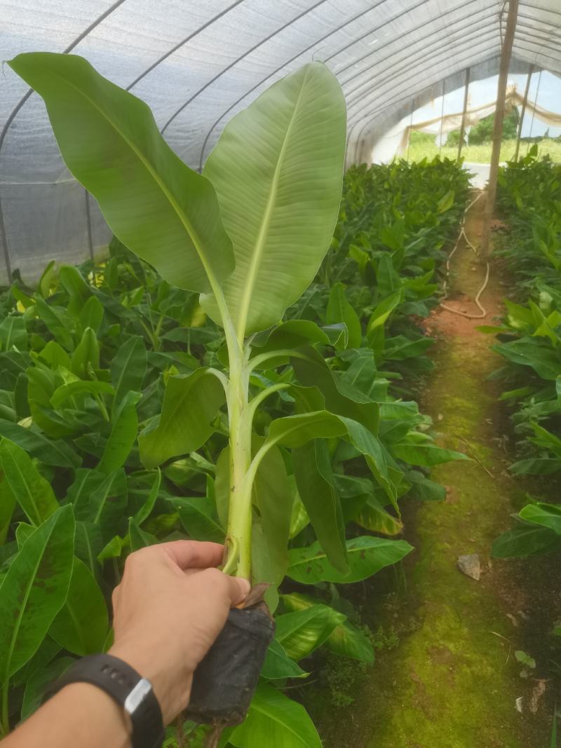基地批发香蕉苗，红蕉苗，紫蕉苗，苹果香蕉苗，巴西香蕉苗，