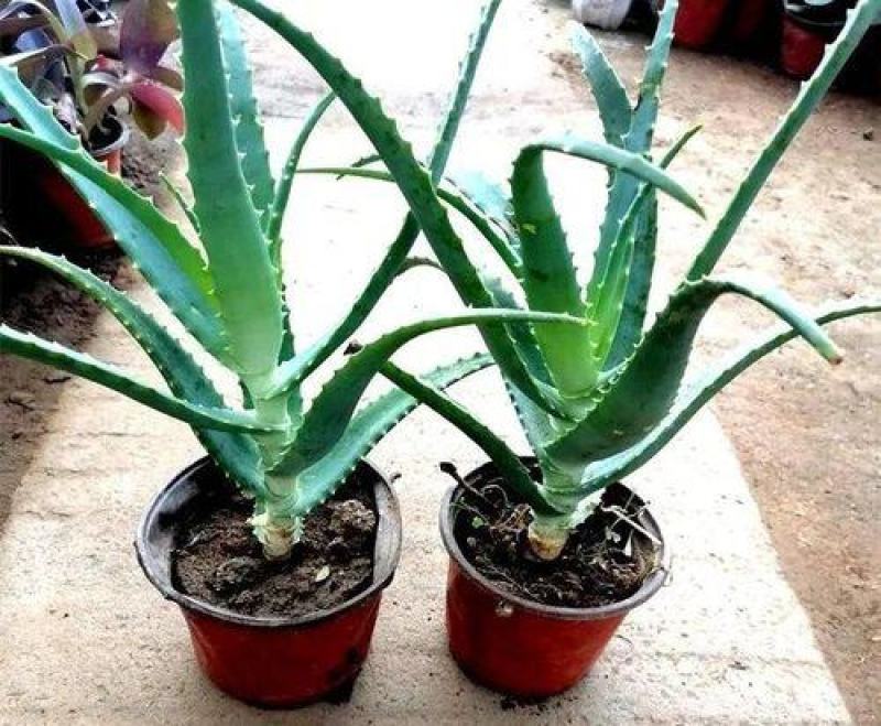 芦荟盆栽多肉植物办公室防辐射净化空气好养绿植室内除甲醛