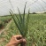 芦荟盆栽多肉植物办公室防辐射净化空气好养绿植室内除甲醛
